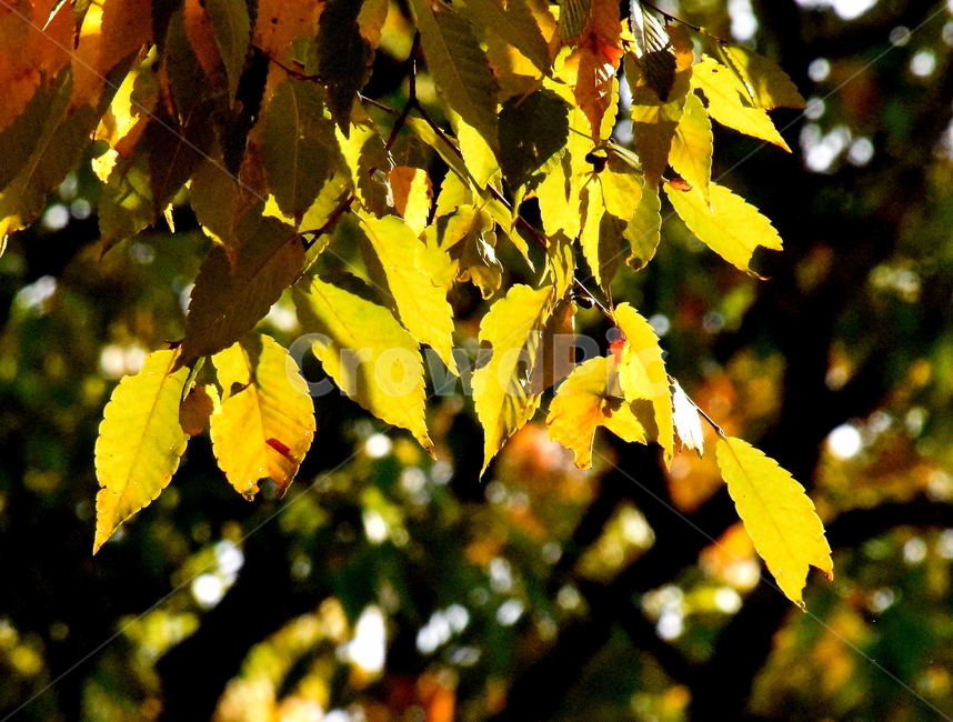 가을,단풍,경치,낙엽,색갈,조화,아름다움,힐링,가을,계절,fall,autumn,season,식물,자연,plants,nature,leaf,잎,plant,veins,정맥