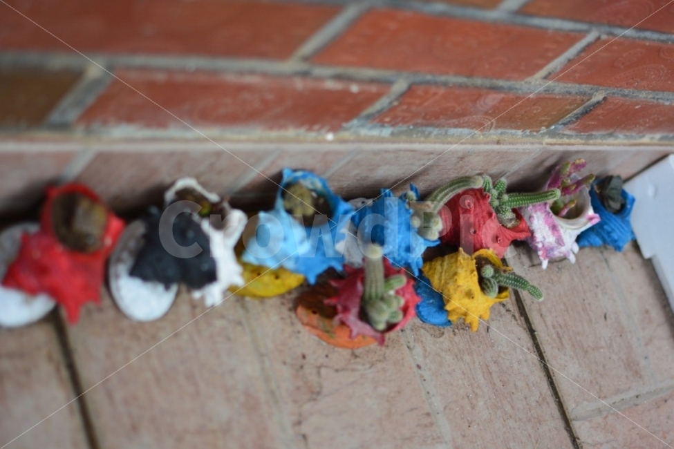 뿔소라,선인장,화분,아트,고둥,소라,식물,재활용,Trumpetshell,Murex,Conch,turbanshell,Flowerpots,Plants,cactus,Art,Recycling,식물,자연,plants,nature,예술,art