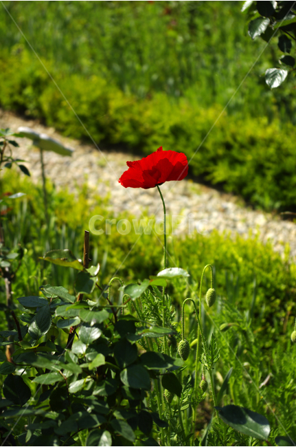 양귀비,꽃,꽃봉오리,flower,color,식물,식물,자연,plants,nature,꽃,flower
