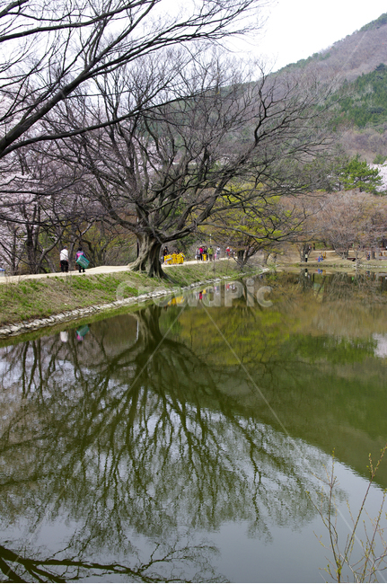 호수,풍경,나무,봄,반영,식물,봄,계절,spring,season,자연,풍경,nature,landscape,사람들,대중,군중,other people,crowd,water,물,outdoors,옥외