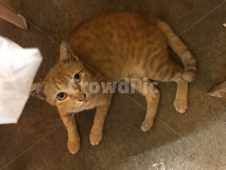 고양이,cat,동물,pet,animal,포유류,mammal,고양이,cat,kitten,kitty