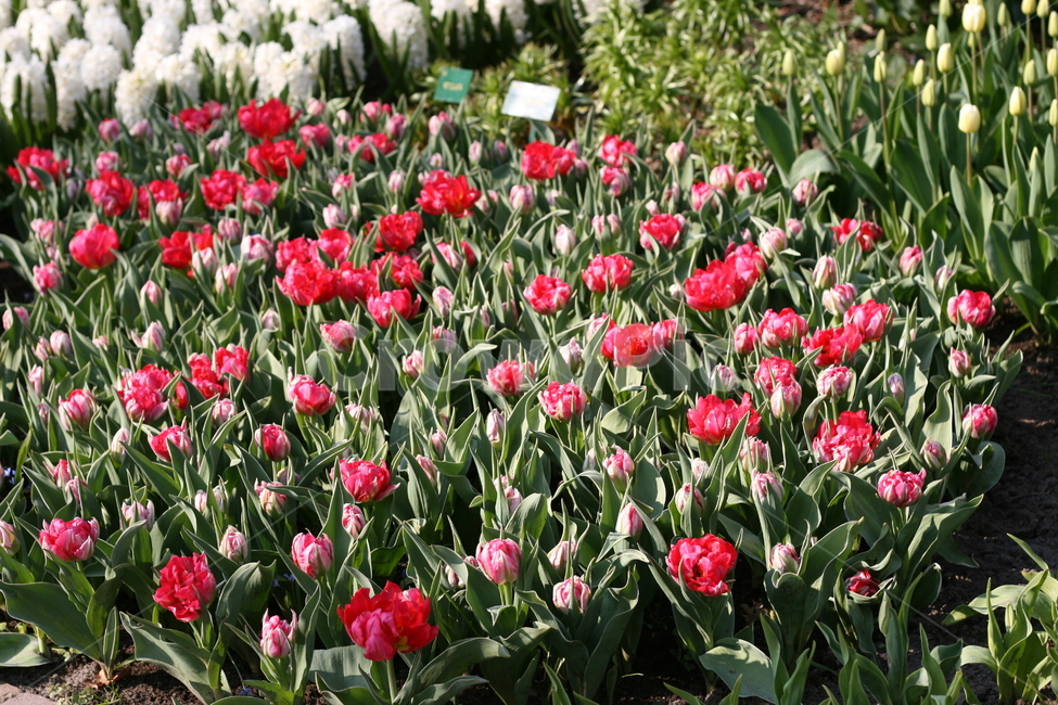 꽃,정원,튤립축제,식물,꽃밭,튤립,flower,garden,tulip,식물,자연,plants,nature,꽃,flower