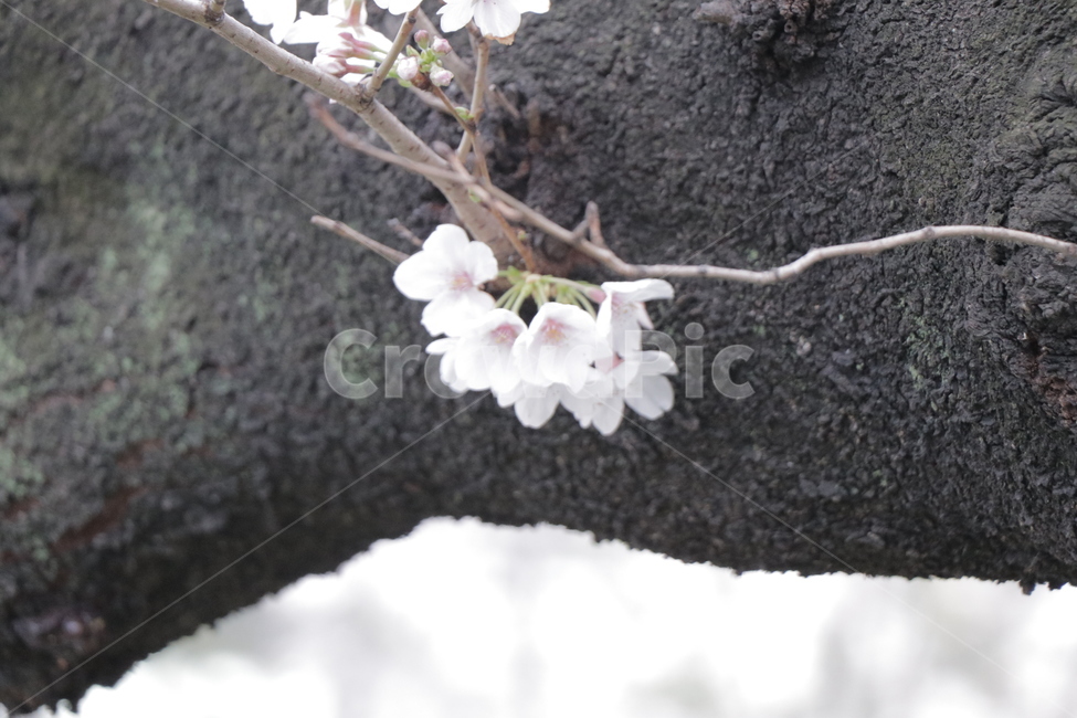 벚꽃,사쿠라,벚꽃만개,분홍색꽃잎,벚꽃개화,벚꽃나무,도쿄벚꽃,식물,자연,plants,nature,꽃,flower