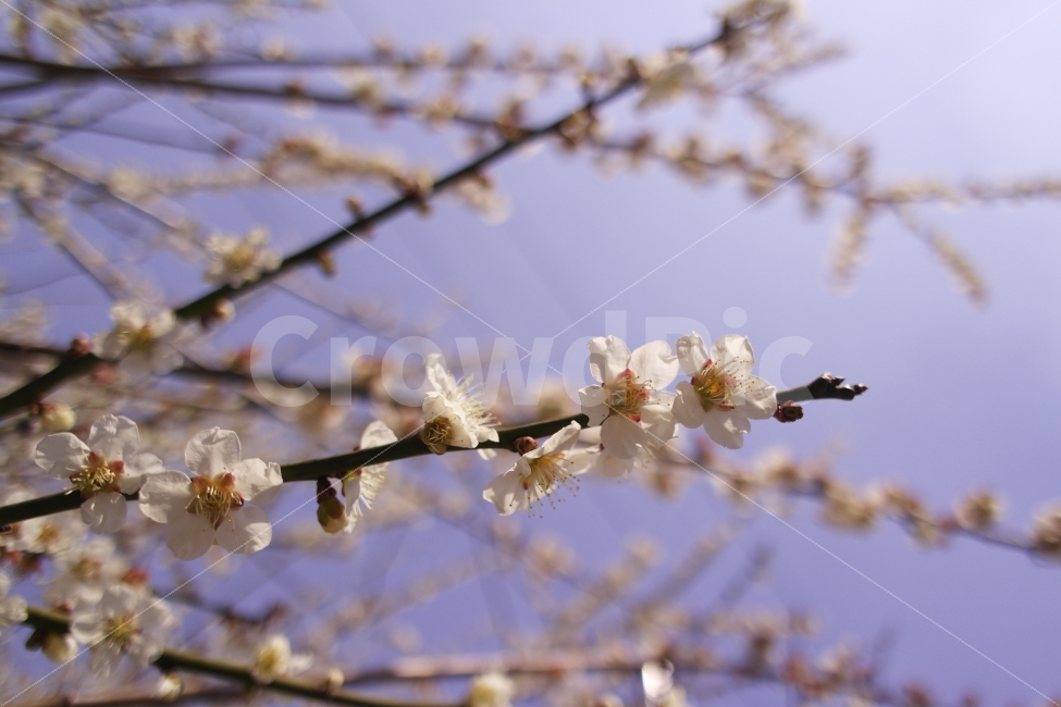 광양,광양매화,매화축제,여행사진,감성사진,봄,계절,spring,season,식물,자연,plants,nature,꽃,flower,plant,blossom