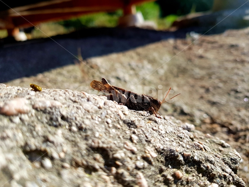 insect,곤충,invertebrate,자연,메뚜기,곤충,벌레,insect,bug