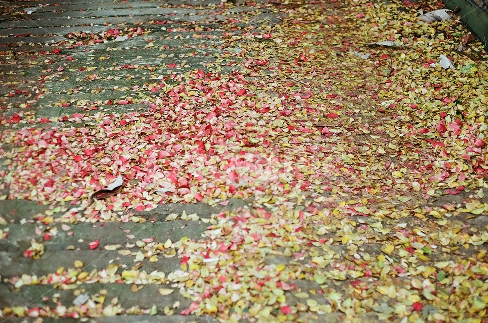 꽃잎,petal,flower,낙엽,꽃,식물,blossom,가을,계절,fall,autumn,season