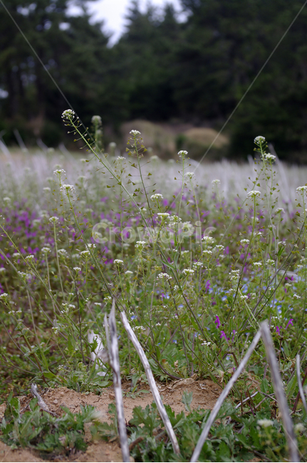 들꽃,식물,plant,자연,nature,꽃,flower,식물,자연,plants,nature,꽃,flower