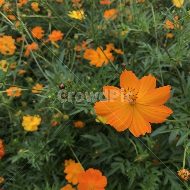 황화코스모스,노랑코스모스,노란코스모스,주황코스모스,코스모스,OrangeCosmos,YellowCosmos,sulfurcosmos,국화과,멕시코꽃,노란꽃,한해살이풀,들꽃,추영,약재,약용,식물,꽃,Flower,가을,계절,fall,autumn,season,식물,자연,plants,nature,꽃,flower,plant,potted plant,화분,vase,병 장식,jar,항아리,pottery,도기류