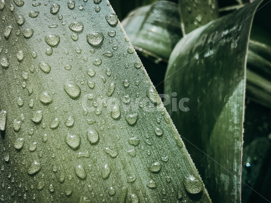 leaf,잎,plant,식물,drop,작은물방울,바나나잎,발리,동남아,빈티지,이슬,bali,balinese,waterdrop,bananaleaf,vintage,southeastasia,indonesia