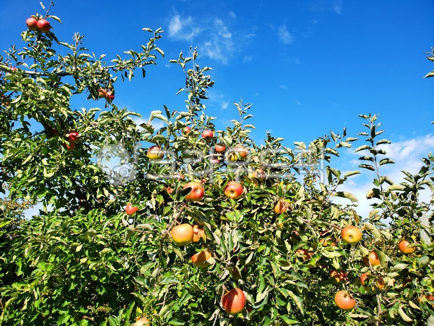 blue sky,appletree,fruit,apple orchard,apple farm,bluesky,white cloud,red apple,food,apple,orchard,plant,apple tree