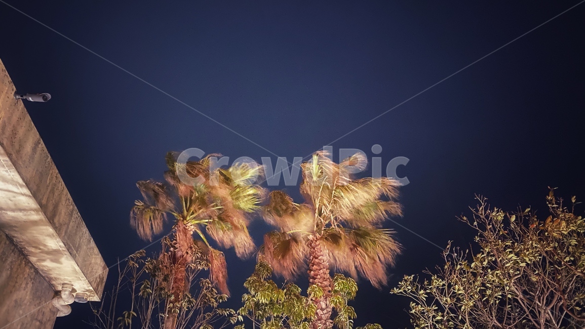 tree,나무,식물,밤,저녁,야자수