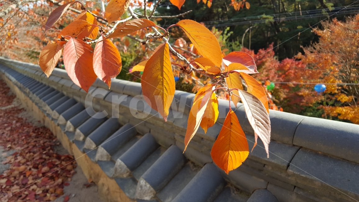 식물,벗나무,단풍,가을,담장,기와,은해사,가을,계절,fall,autumn,season,한국전통,한국문화,korean traditional,korean culture,건축물,건물외관,exterior,building,structure,architecture,construction,veins,정맥,leaf,잎,plant