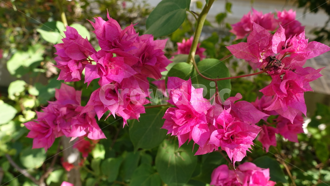 flower,tropic,plant,summer,여름,꽃,꽃송이,blossom,열대,식물,야외,outdoor,green,초록,분홍,petal,꽃잎,pink