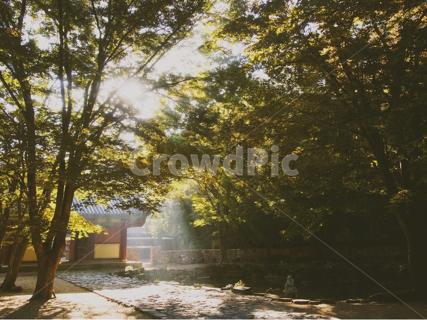 가을,햇살,햇빛,자연,감성,빛,nature,풍경,landscape,fall,내장산,계절,자연,풍경,nature,landscape,한국자연풍경,한국자연경관,korea nature landscape,한국전통,한국문화,korean traditional,korean culture,water,물,tree,나무,plant,식물