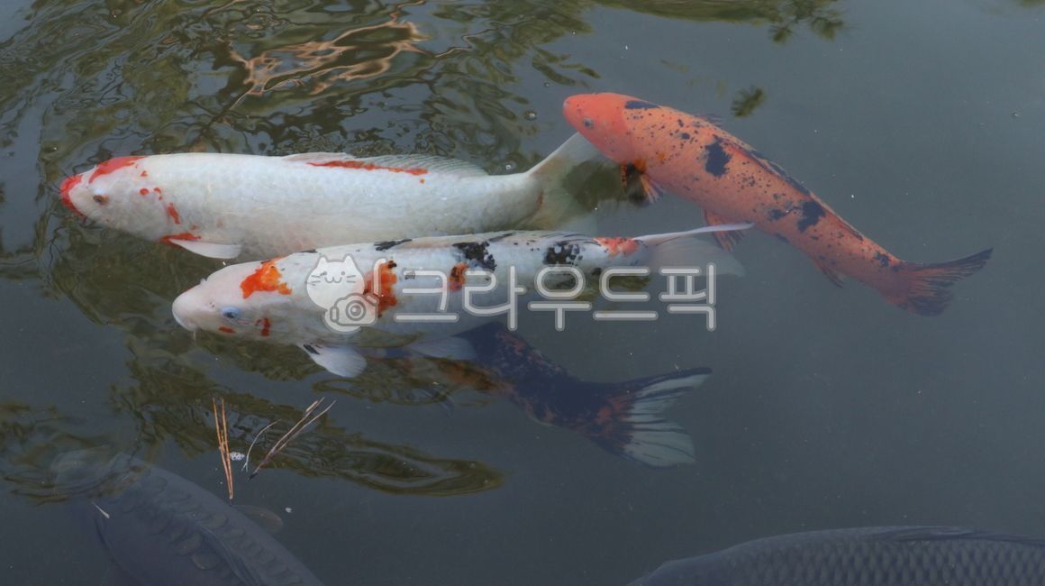 fish, 생선, carp, 잉어, 비단잉어, 사진,이미지,일러스트,캘리그라피 - kim hyung작가