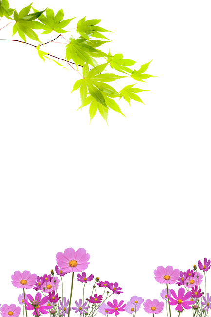 코스모스,꽃,식물,단풍잎,단풍나무,배경,분홍색꽃,식물,자연,plants,nature,꽃,flower,누끼,remove background
