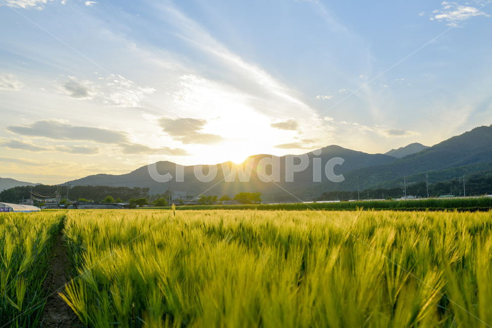 밀양,위양지,풍경,역광,반영,landscape,자연,풍경,nature,landscape,한국자연풍경,한국자연경관,korea nature landscape,휴식,힐링,rest,relaxation,healing,grassland,목초지,outdoors,옥외,field,들