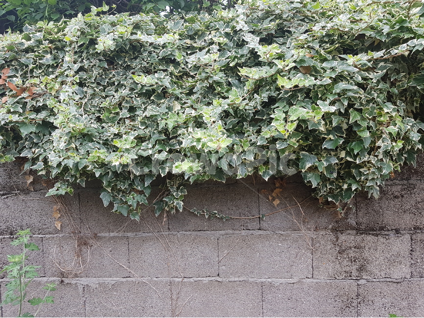 배겨,잎사귀,잎,초록,자연,배경,배경이미지,식물,자연,plants,nature