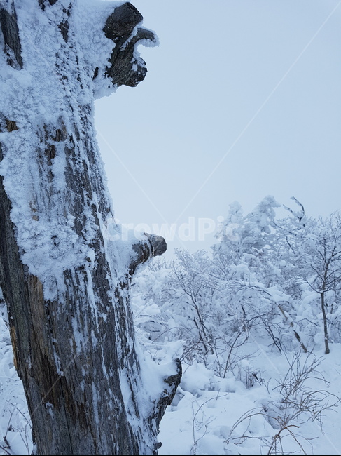 겨울산,늘꽃,상고대,겨울,눈,겨울나무,자연,겨울,계절,winter,season,자연,풍경,nature,landscape