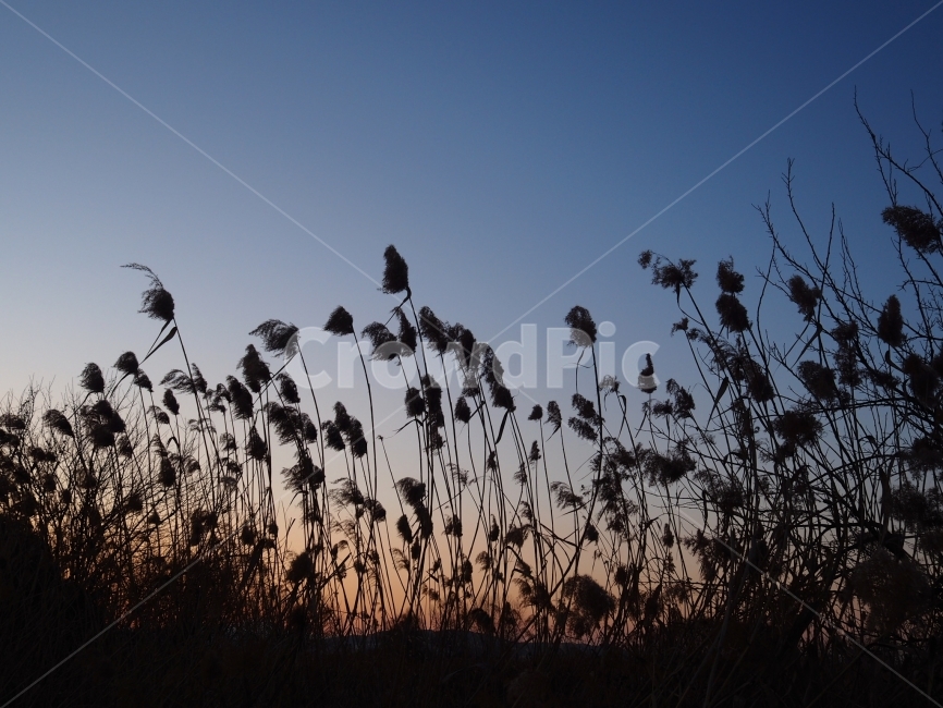 가을,노을,갈대,감성사진,그림자,자연,풍경,nature,landscape,grass,잔디,plant,식물,lawn,bird,새,animal,동물,reed,silhouette,실루엣