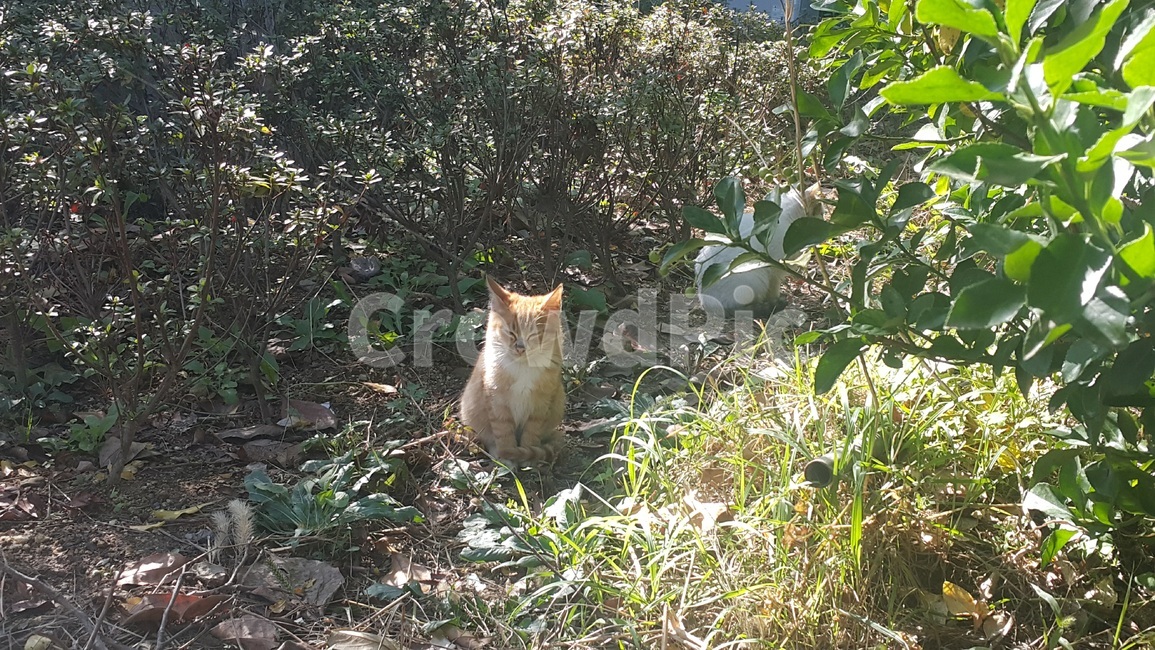 고양이,cat,식물,plant,초록,생물,cute