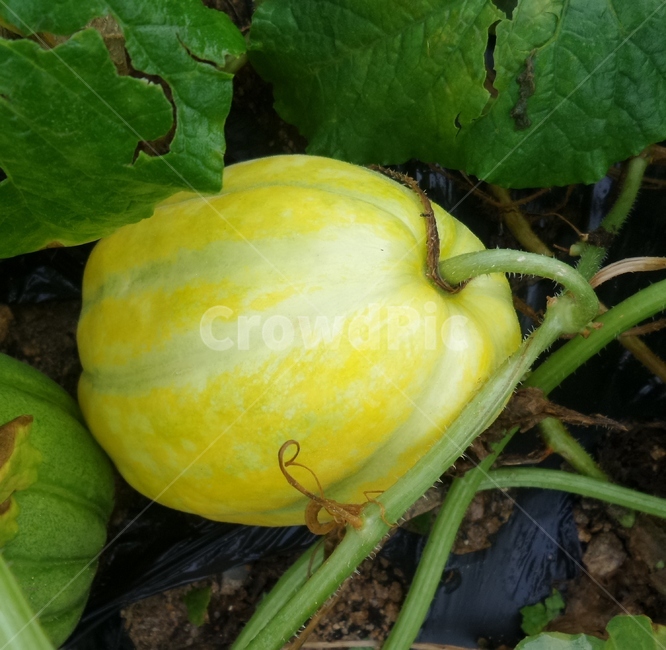 참외,노란열매,orientalmelon,과일,농산물,과일,열매,fruit