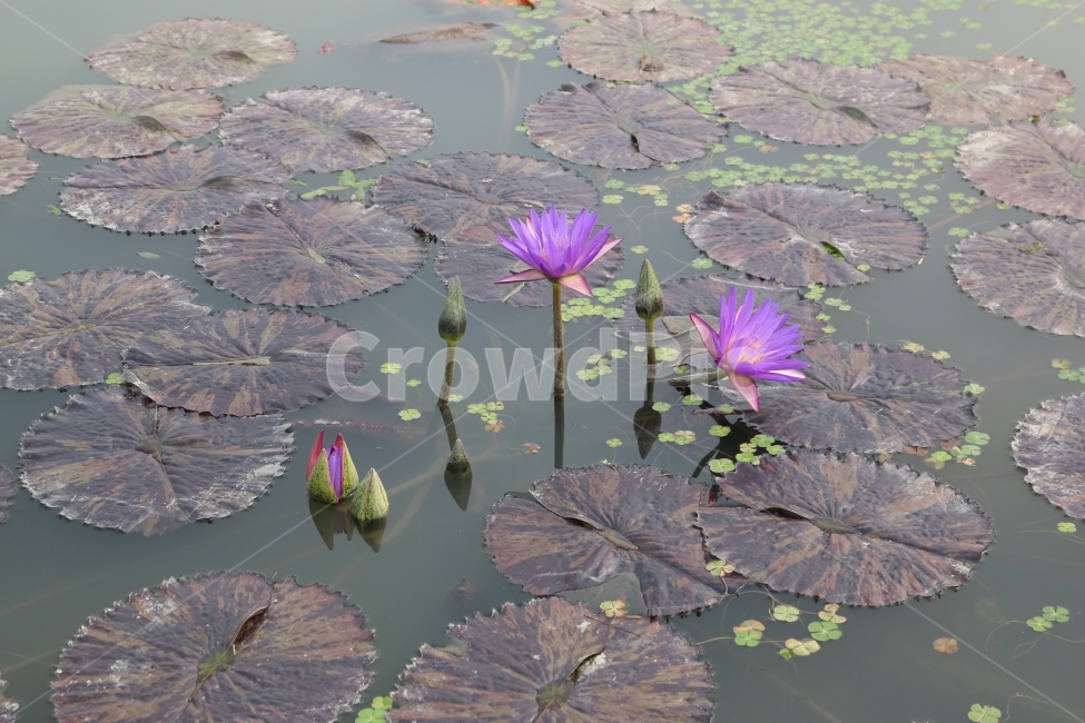 보라색,자연,연꽃,배경,풍경,식물,자연,plants,nature,꽃,flower