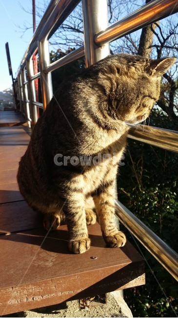 고양이,동물,길냥이,cat,animal,햇살,따뜻함,기다림,옆모습,길고양이,포유류,시선,동물,animal,포유류,mammal,고양이,cat,kitten,kitty
