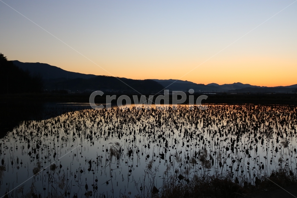 청도,혼신지,해질녘,노을,연꽃,자연,풍경,nature,landscape,land,땅,outdoors,옥외,water,물,swamp,늪,bog,변소,marsh,습지