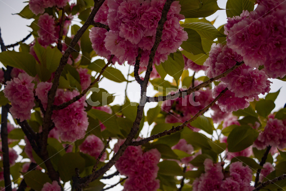 겹벚꽃,겹벚꽃나무,벚꽃,분홍벚꽃,분홍겹벚꽃,cherryblossoms,doublecherryblossom,식물,자연,plants,nature,꽃,flower