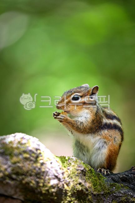 wildanimals,tree,treebrown,wild animals,brown,small animals,squirrel,mammals,spottedsquirrels,chipmunk,animal,wild beast,smallanimals,animals,brownmammals,wild,mammalia,squirrels