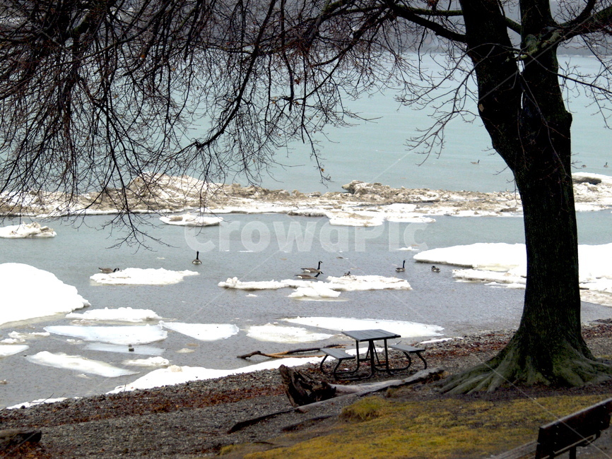 거위,호수,나무,공원,풍경,겨울,추위,물,겨울,계절,winter,season,자연,풍경,nature,landscape,outdoors,옥외,tree,plant,식물