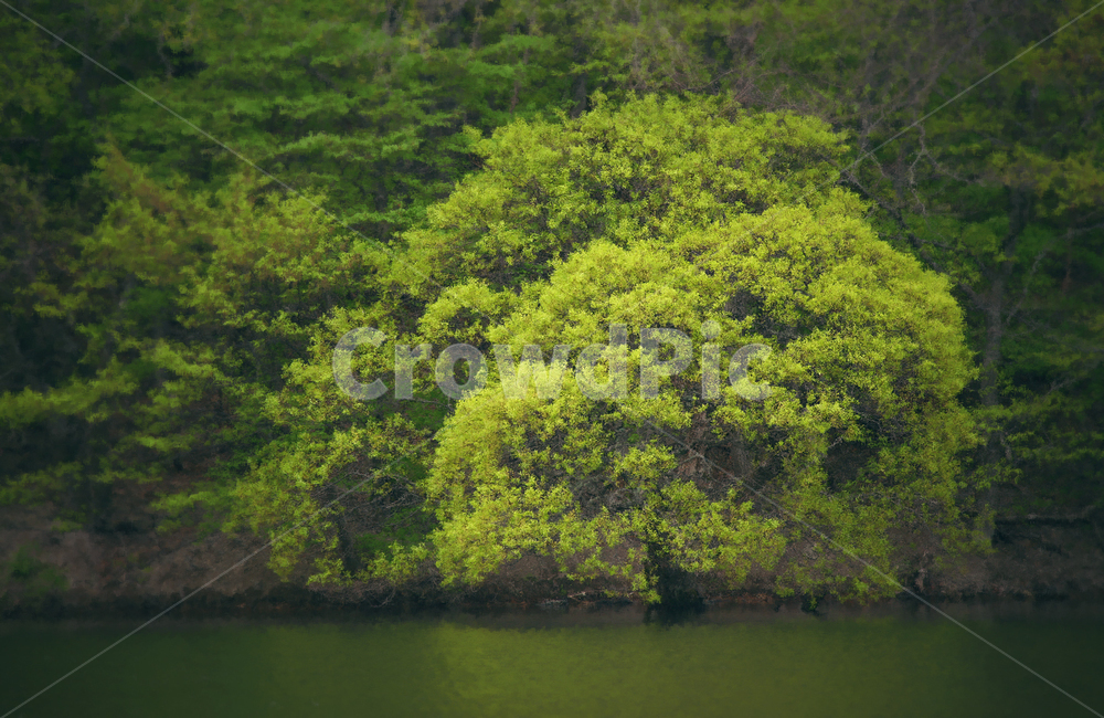 자연,물,나무,봄,녹색,자연,풍경,nature,landscape,land,땅,outdoors,옥외,water,shoreline,해안선,sea,바다,ocean,대양