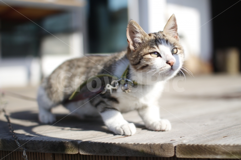고양이,cat,동물,애완동물,감성,햇살,산책,목줄,방울,코숏,동물,animal,포유류,mammal,고양이,cat,kitten,kitty,감성,sensible,feeling