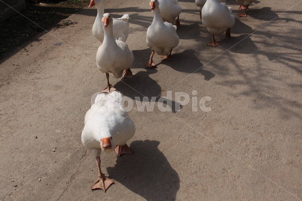 오리,거위,새,조류,봄,산책,동물,animal,조류,새,birds