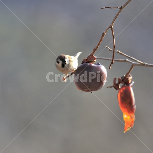 참새,새,조류,방앗간,쪽돌의사진세상,사립문,쪽돌,겨울,계절,winter,season,동물,animal,조류,새,birds,과일,열매,fruit