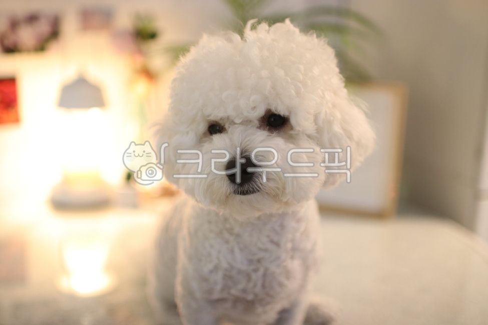 강아지,하얀강아지,비숑프리제,비숑,흰강아지,애완동물,반려동물,개,dog