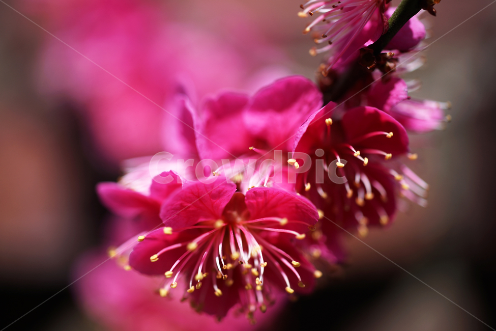 홍매화,매화,홍매,꽃,봄,계절,붉은빛매화,식물,자연,plants,nature,꽃,flower