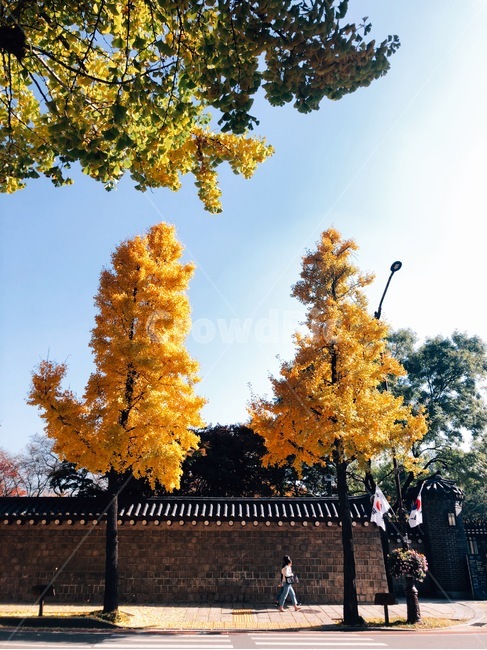 자연,가을,아날로그,감성,단풍,은행,식물,분위기,고즈넉함,가을,계절,fall,autumn,season,한국전통,한국문화,korean traditional,korean culture,식물,자연,plants,nature,나무,trees,wood,leaf,잎,plant,tree,maple
