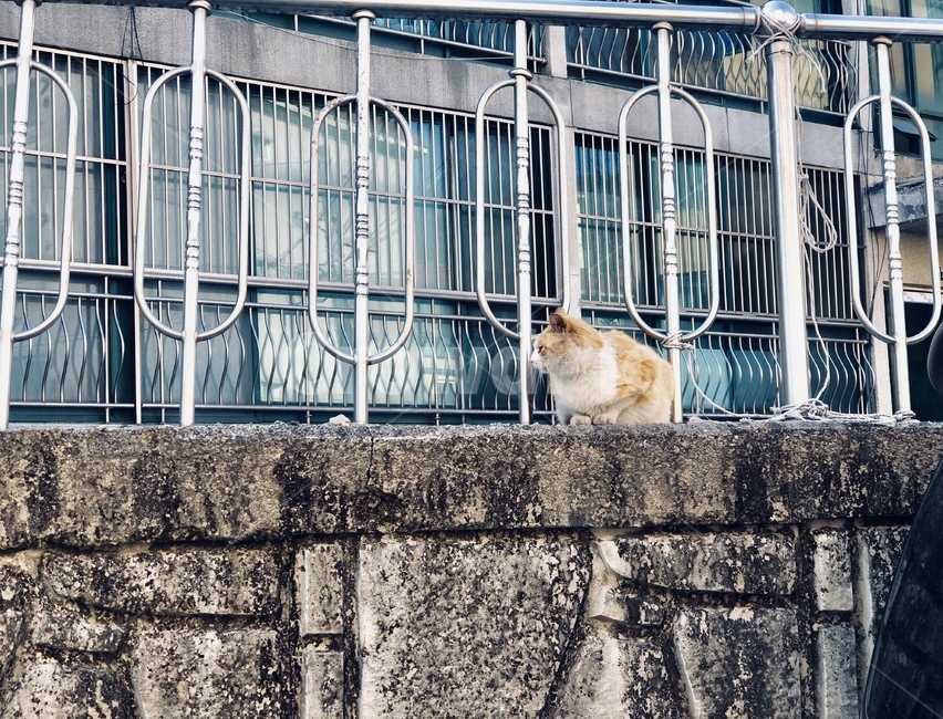 고양이,길고양이,cat,동물,kitty,alleycat,animal,동물,animal,포유류,mammal,고양이,cat,kitten,kitty
