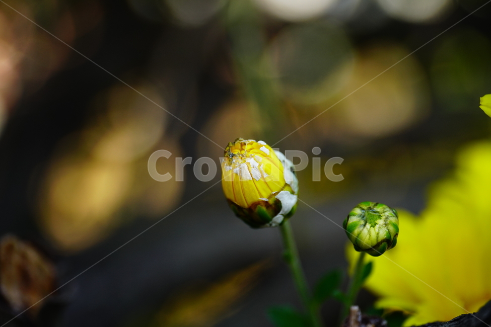 국화,소국,꽃,플라워,빛망울,접사,클로즈업,closeup,flower,자연,nature,식물,plants,가을,10월,october,fall,autumn,꽃봉오리,macro,가을꽃,식물,자연,plants,nature,꽃,flower