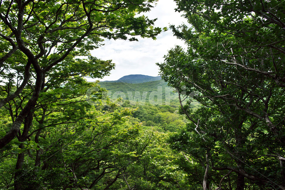 숲,자연,나무,한라산,식물,등산,제주,사라봉,자연,풍경,nature,landscape,vegetation,초목,plant,outdoors,옥외,tree