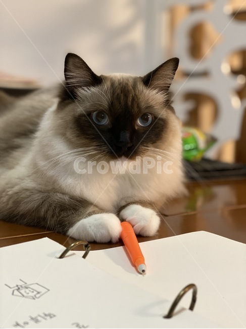 고양이,당근,볼펜,공부,렉돌