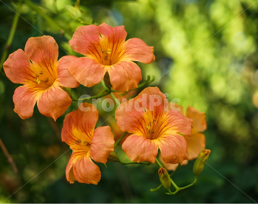 능소화,꽃,넝쿨,식물,담장,자연,식물,자연,plants,nature,꽃,flower