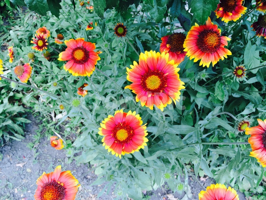 꽃,꽃밭,붉은꽃,flower,정원