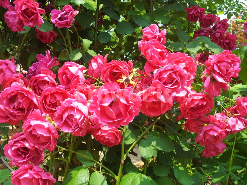 장미,붉은색,정열,화사함,꽃,식물,자연,plants,nature,꽃,flower