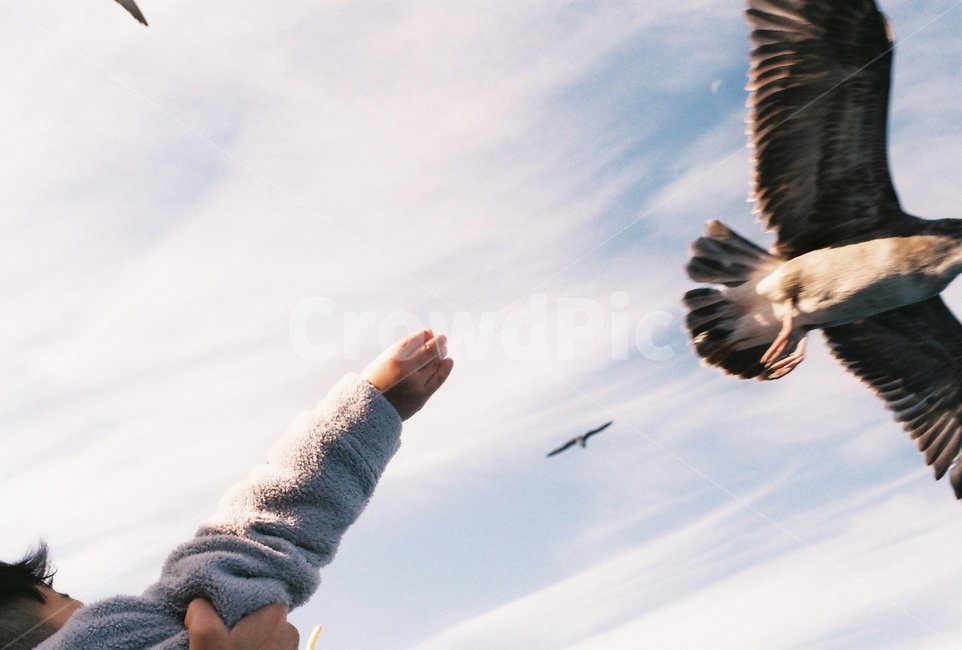 갈매기,새,새우깡,나는,필름사진,조류,새,birds