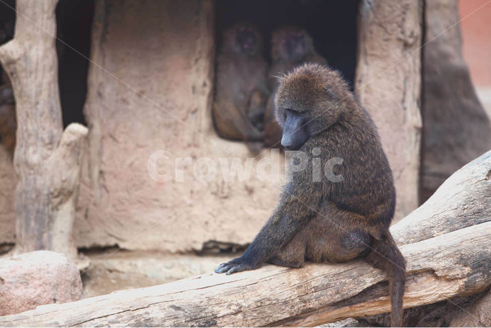 animal,mammal,wildlife,야생생물,monkey,동물,원숭이,동물원,우리,1마리,한마리,포유류,영장류,몽키,꼬리,유인원,긴꼬리