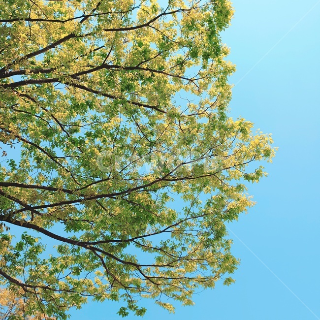 봄,신록,나무,하늘,연두,sky,yellowgreen,tree,spring,식물,자연,plants,nature