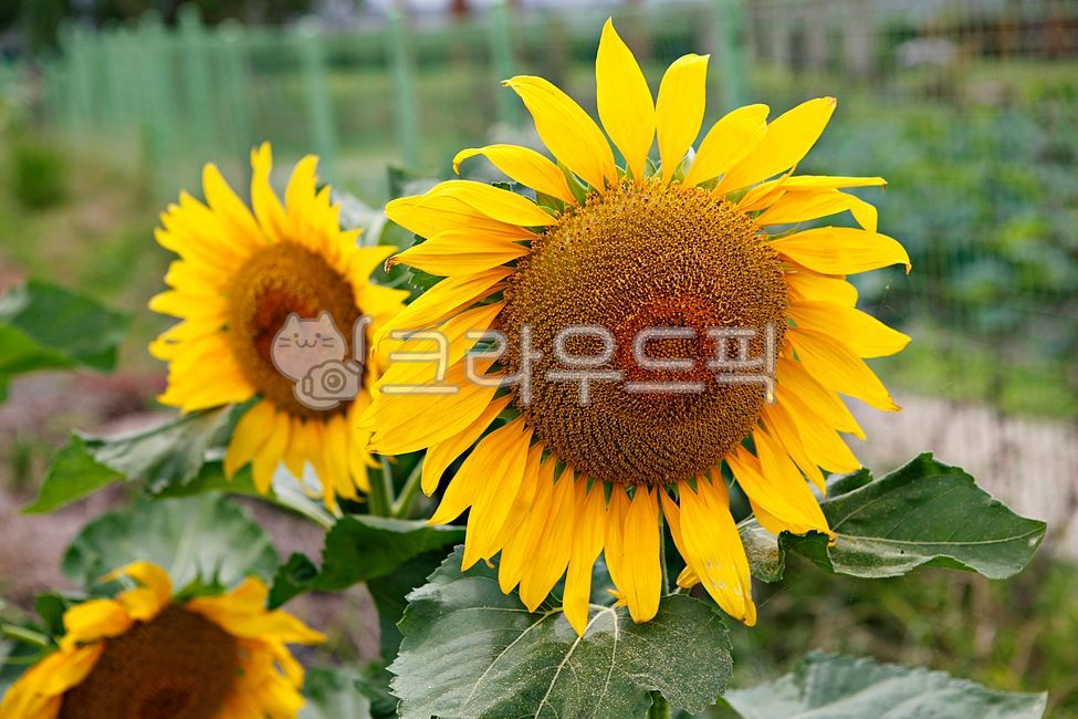 해바라기,해바라기꽃,꽃,꽃잎,봄꽃,식물,개화,봄,만개,잎,이파리,자연